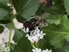 Copestylum marginatum