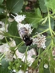 Copestylum marginatum