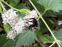 Copestylum marginatum