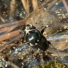 Onthophagus taurus