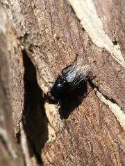 Australophyra rostrata