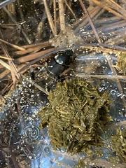 Onthophagus taurus