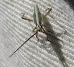 Leptopterna dolabrata