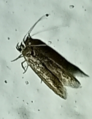 Ectomyelois ceratoniae