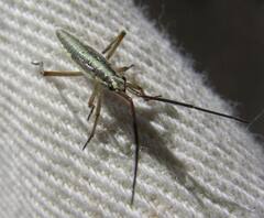 Leptopterna dolabrata