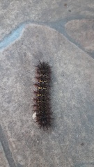 Ormiscodes cinnamomea