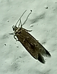 Ectomyelois ceratoniae
