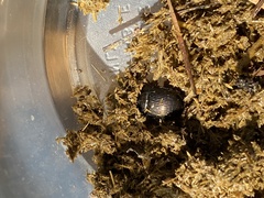 Geotrupes splendidus