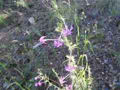 Ipomopsis macrosiphon