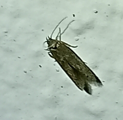 Ectomyelois ceratoniae