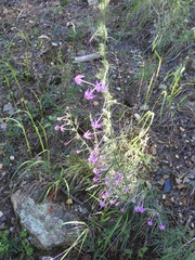 Ipomopsis macrosiphon