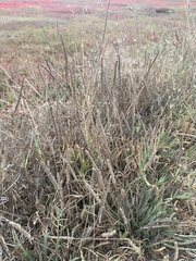Plantago coronopus