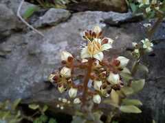 Sedum ebracteatum