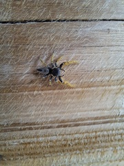 Phidippus arizonensis