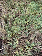 Frankenia salina