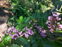 Lonchocarpus
