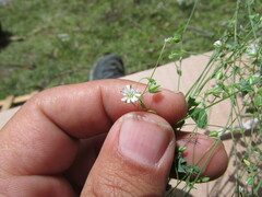 Caryophyllaceae