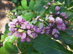 Lonchocarpus