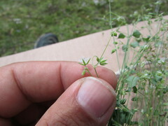 Caryophyllaceae