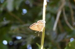 Theclinesthes onycha