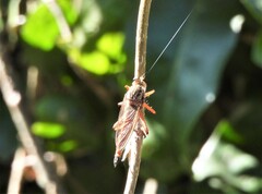 Colepia rufiventris