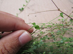Caryophyllaceae