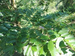 Lonchocarpus