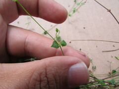Caryophyllaceae
