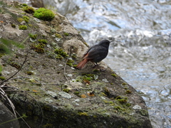 Phoenicurus fuliginosus