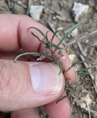 Pombalia verticillata