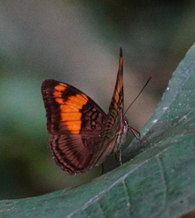 Adelpha mesentina