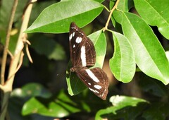 Phaedyma shepherdi
