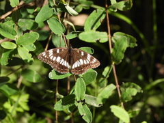 Limenitis cottini