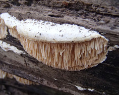 Irpiciporus