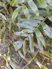 Asplenium oblongifolium