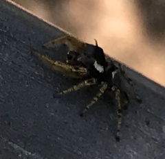 Phidippus arizonensis