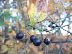 Smilax