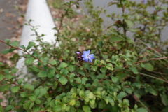 Ceratostigma plumbaginoides