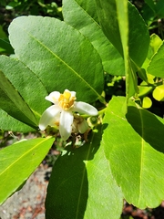 Citrus × aurantiifolia