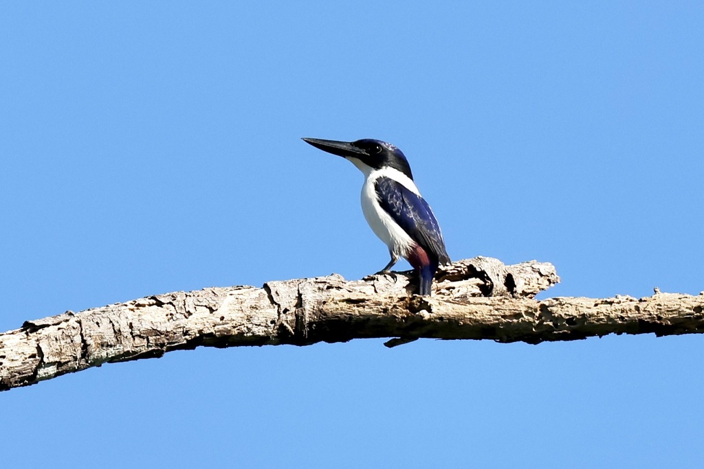 Ultramarine Kingfisher