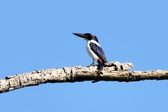 Todiramphus leucopygius