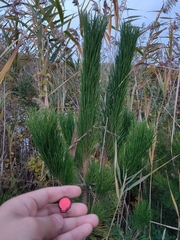 Pinus thunbergii