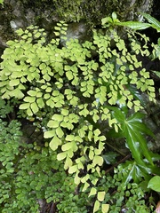 Adiantum