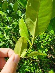 Citrus × aurantiifolia