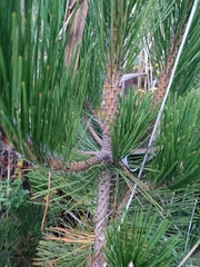 Pinus thunbergii