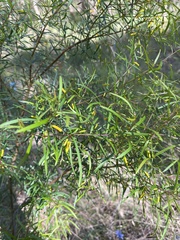 Persoonia nutans