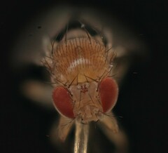 Drosophila simulans
