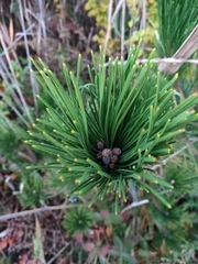 Pinus thunbergii