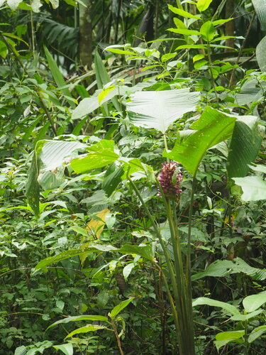 Image of Goeppertia latifolia by no rights reserved