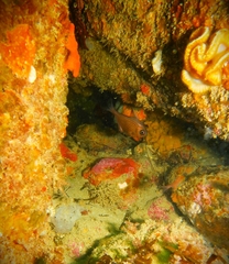 Pempheris multiradiata